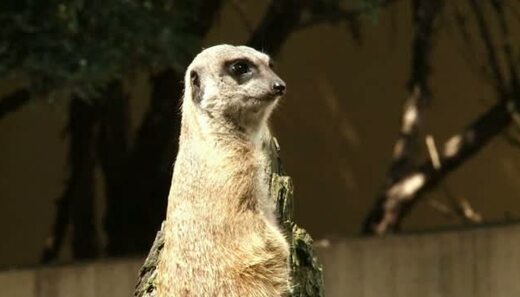 Kochane Zwierzaki - Surykatki (2)